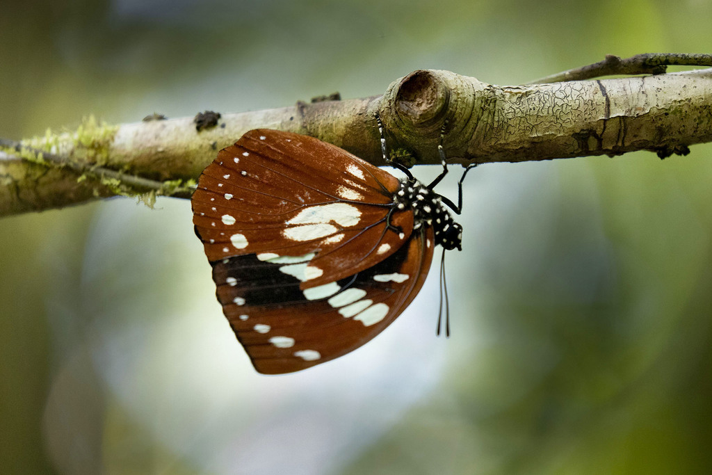 Euxanthe madagascariensis
