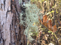 Usnea dasaea