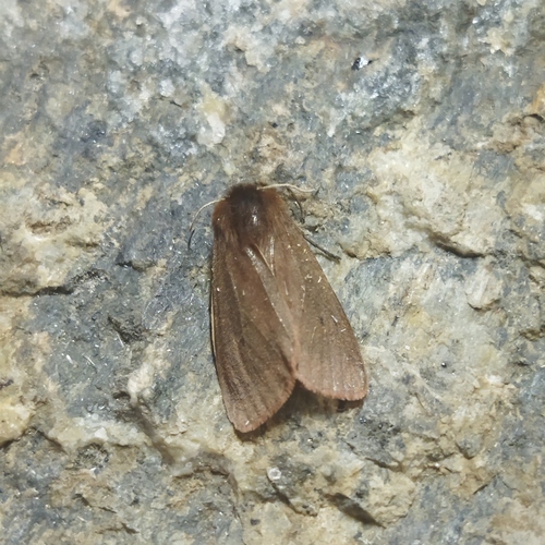 Photo of Ruby Tiger Moth (Phragmatobia fuliginosa)