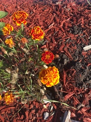 Tagetes erecta
