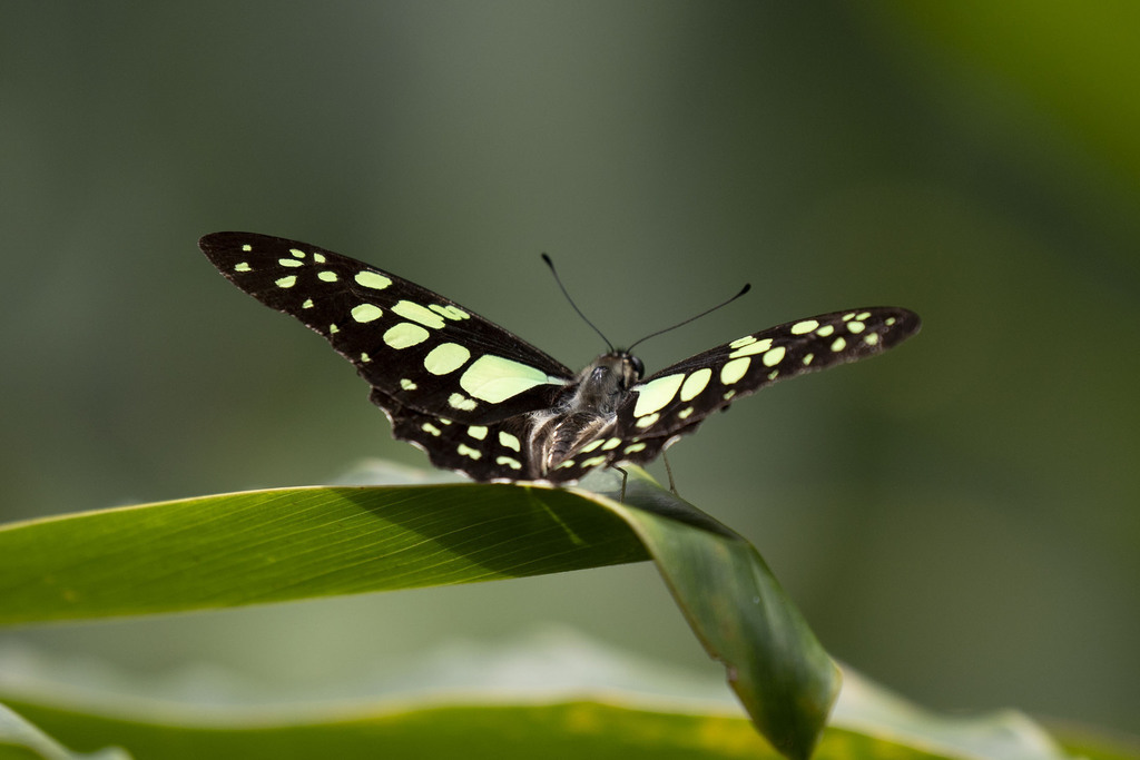 Madagascan Graphium