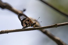 Acraea masamba