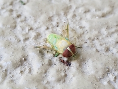 Chlorotabanus crepuscularis