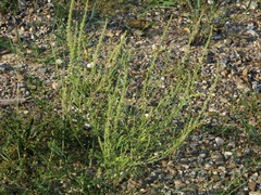 Amaranthus arenicola