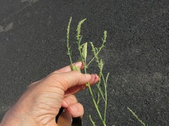 Amaranthus arenicola