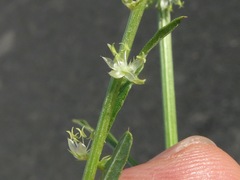 Amaranthus arenicola
