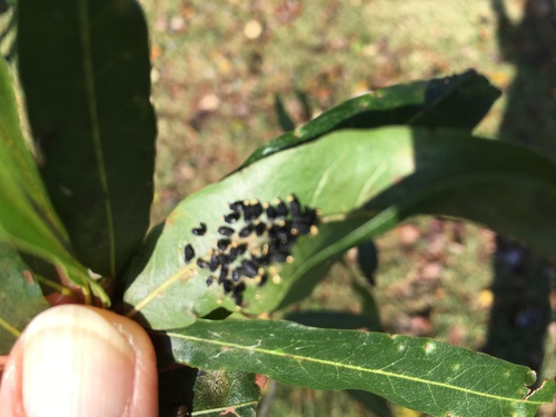 Willow Leaf Beetle, photo 7 of 7