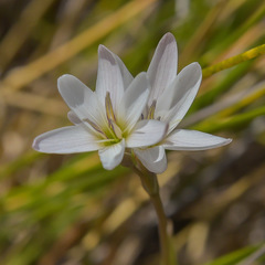 Hesperantha saxicola