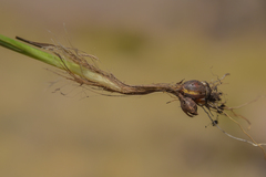 Hesperantha saxicola