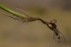 Hesperantha saxicola