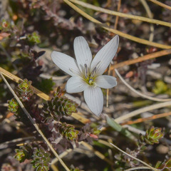 Hesperantha saxicola