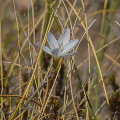 Hesperantha saxicola