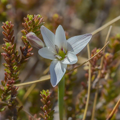 Hesperantha saxicola
