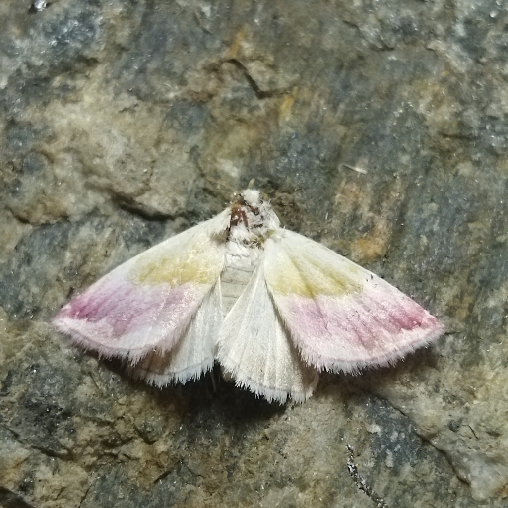Beautiful Marbled