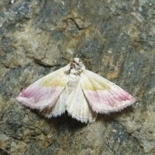 Beautiful Marbled