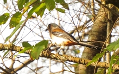 Dendrocitta formosae