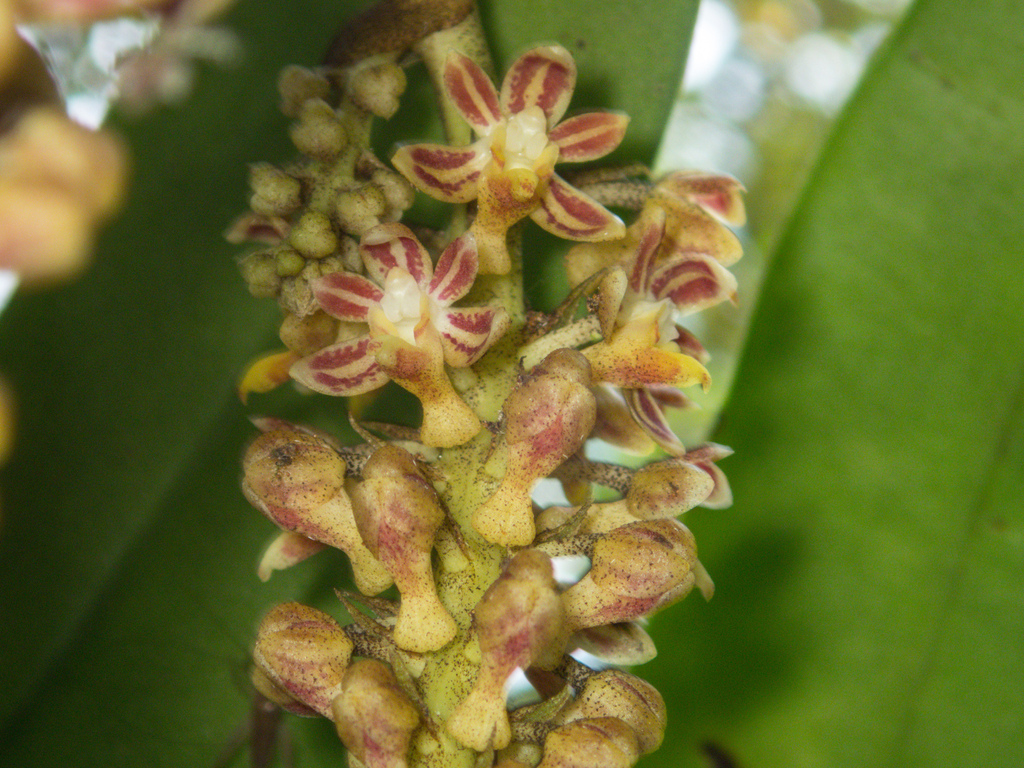 Robiquetia spathulata; photograph (c) Gerard Chartier, some rights reserved (CC BY)