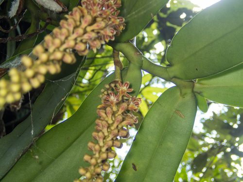 Robiquetia spathulata, photograph 1