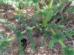 Cynorhiza meifolia