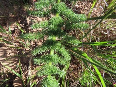 Cynorhiza meifolia