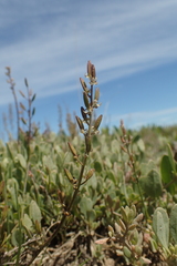 Triglochin barrelieri