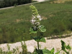 Mentha × rotundifolia