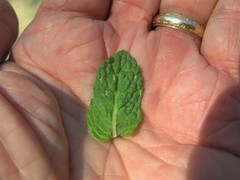 Mentha × rotundifolia