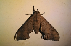 Marumba