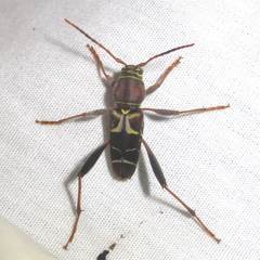 Neoclytus mucronatus