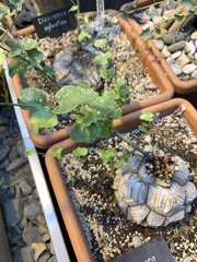 Dioscorea elephantipes