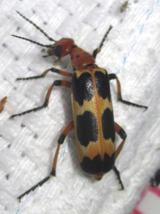 Pyrota concinna