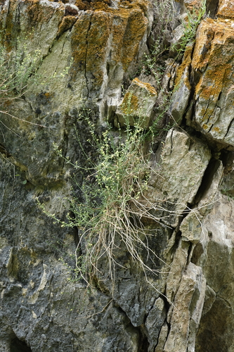 cross-leaved lady's bedstraw (Galium coriaceum)