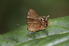 Saribia tepahi