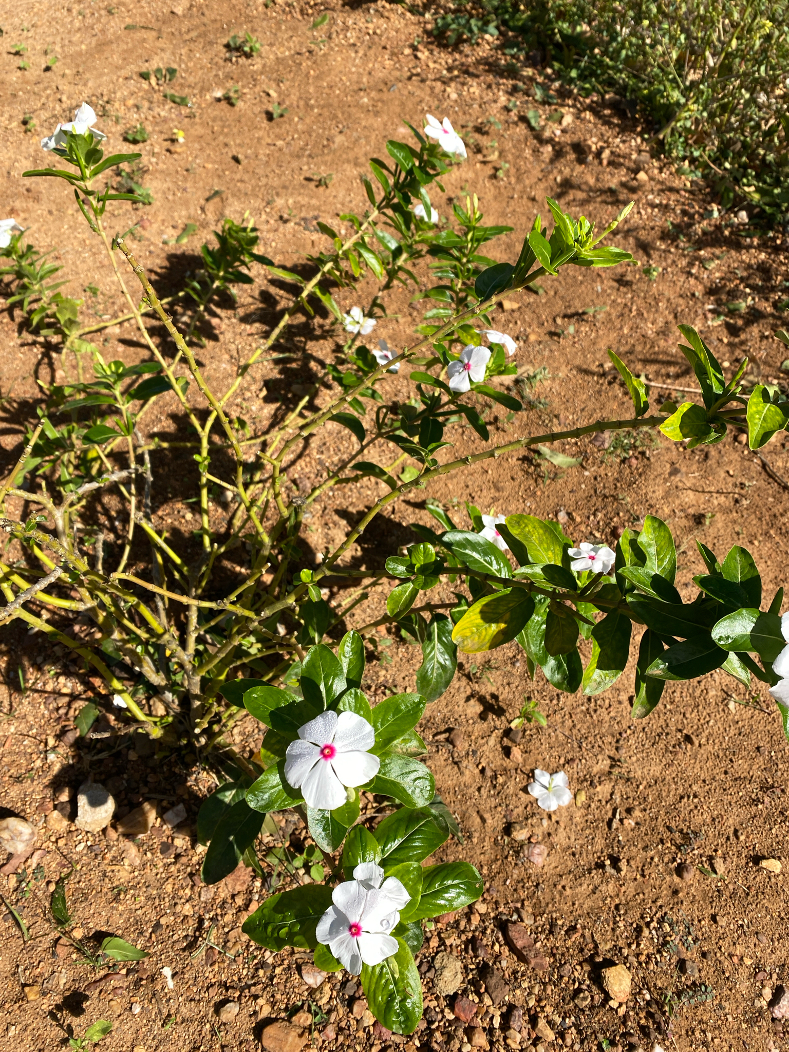 Catharanthus roseus
