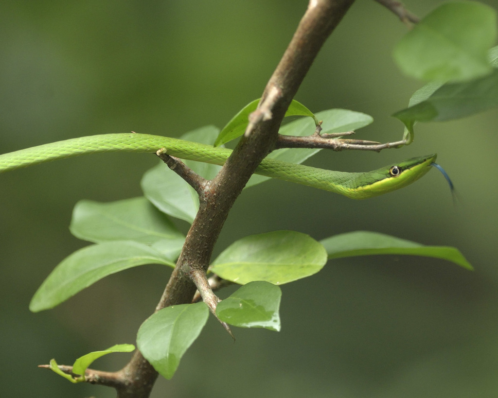 Pointed Snake