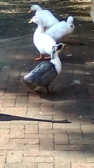 Anas platyrhynchos domesticus