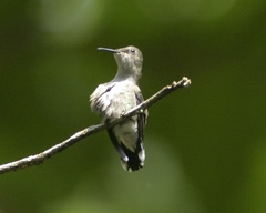 Mellisuga minima