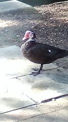 Cairina moschata domestica