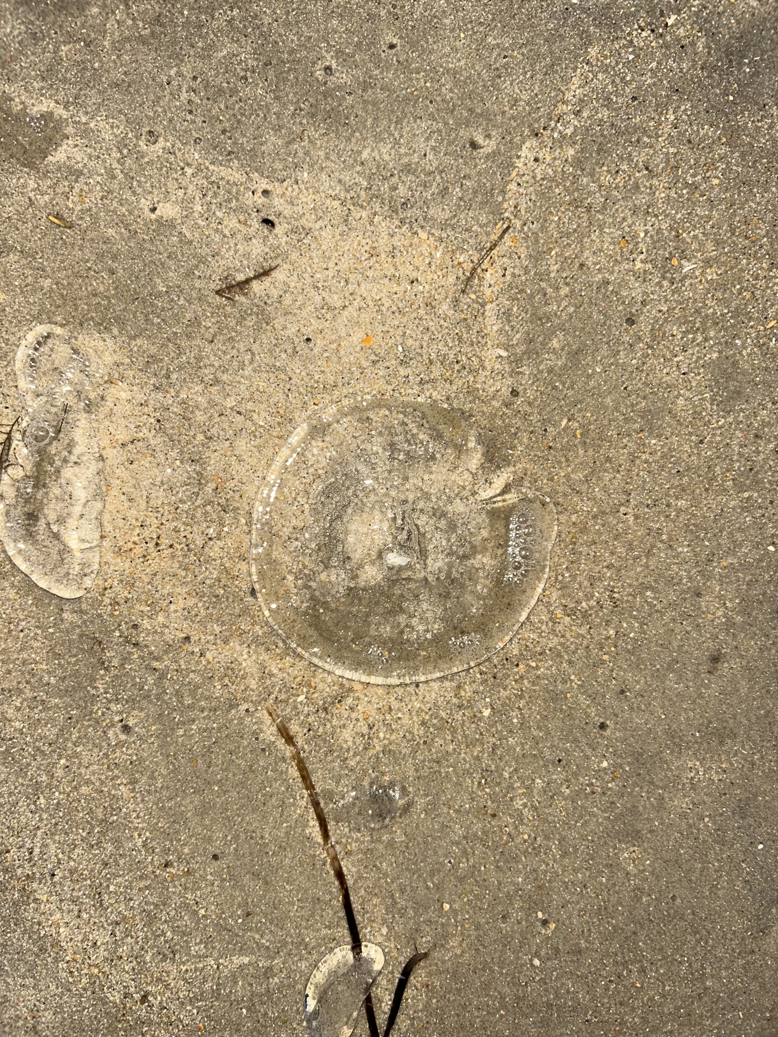 Rhacostoma atlanticum L.Agassiz, 1851