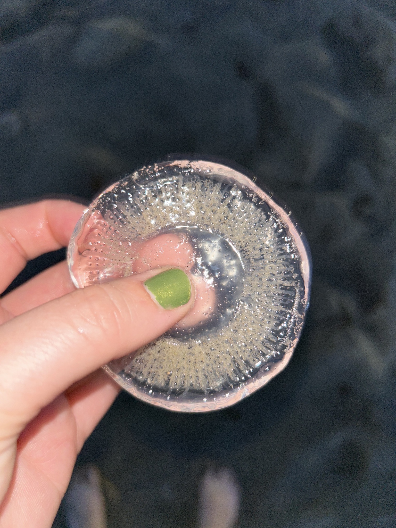 Rhacostoma atlanticum L.Agassiz, 1851