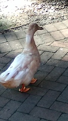 Anas platyrhynchos domesticus
