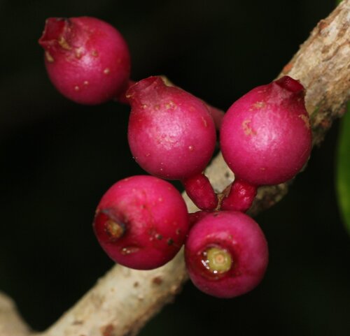 Medinilla radicans observed 2015-05-15