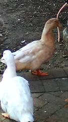 Anas platyrhynchos domesticus