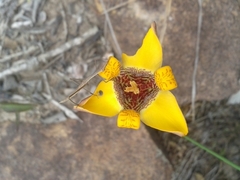 Trimezia juncifolia