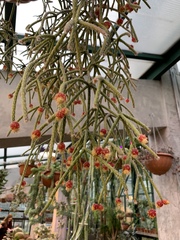 Rhipsalis pilocarpa