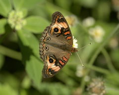Junonia neildi