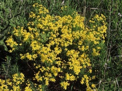 Euryops thunbergii