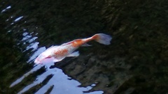 Cyprinus rubrofuscus