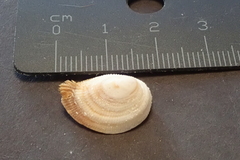 Pilosabia trigona
