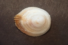 Pilosabia trigona